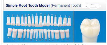 Permanent teeth For SF Study Model